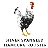 Silver Spangled Hamburg Rooster