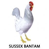 Sussex Bantam Rooster