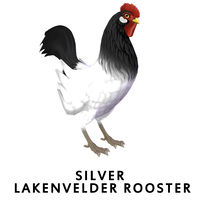 Silver Lakenvelder Rooster