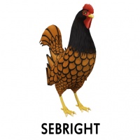 Sebright Rooster