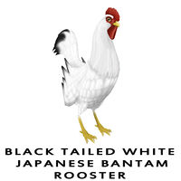 Black Tailed White Japanese Bantam Rooster