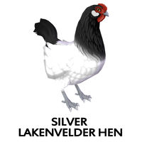 Silver Lakenvelder Hen