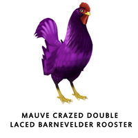 Mauve Crazed Double Laced Barnevelder Rooster