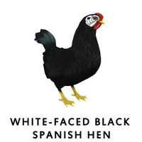 White Faced Black Spanish Hen