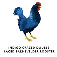 Indigo Crazed Double Laced Barnevelder Rooster