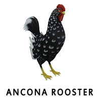 Ancona Rooster