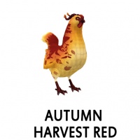 2018 Limited Edition – Autumn Harvest Red Hen