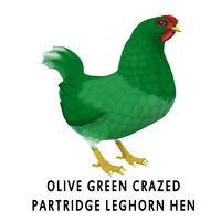 Olive Green Crazed Partridge Leghorn Hen