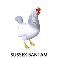 Sussex Bantam Hen